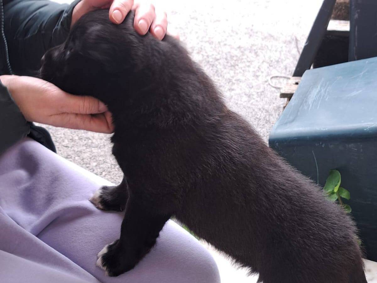 Adotta il cane SNOOPY a Avellino