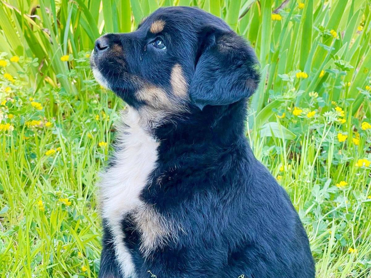 Adozione cane, femmina, Rottweiler Razza sconosciuta, 2 mesi, taglia media, Milano