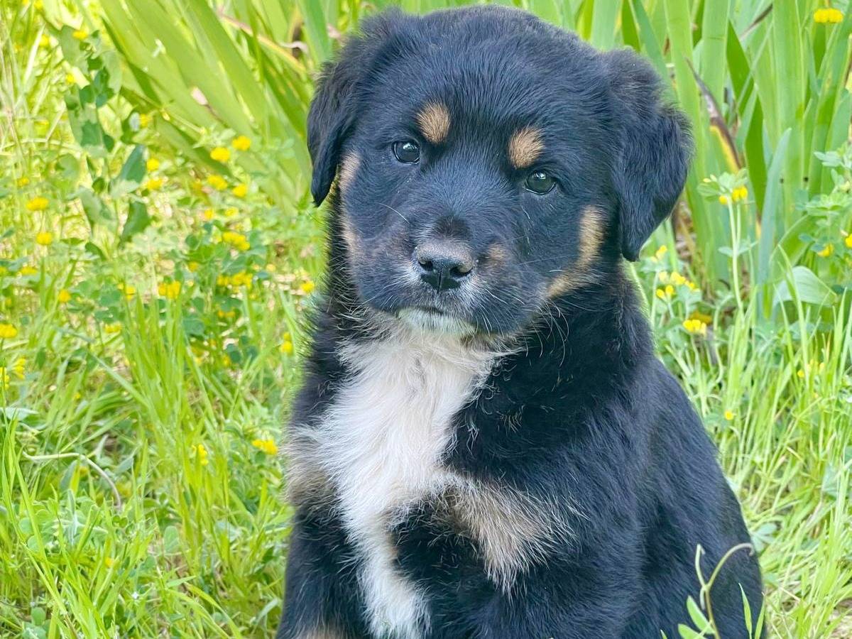 Adotta un cane, femmina, 2 mesi, Milano