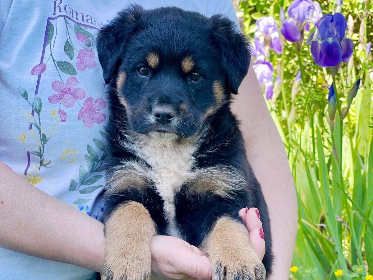 Adotta un cane, taglia media, femmina, Milano