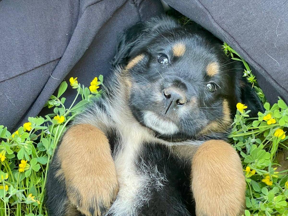 Vuoi adottare un cane a Milano?