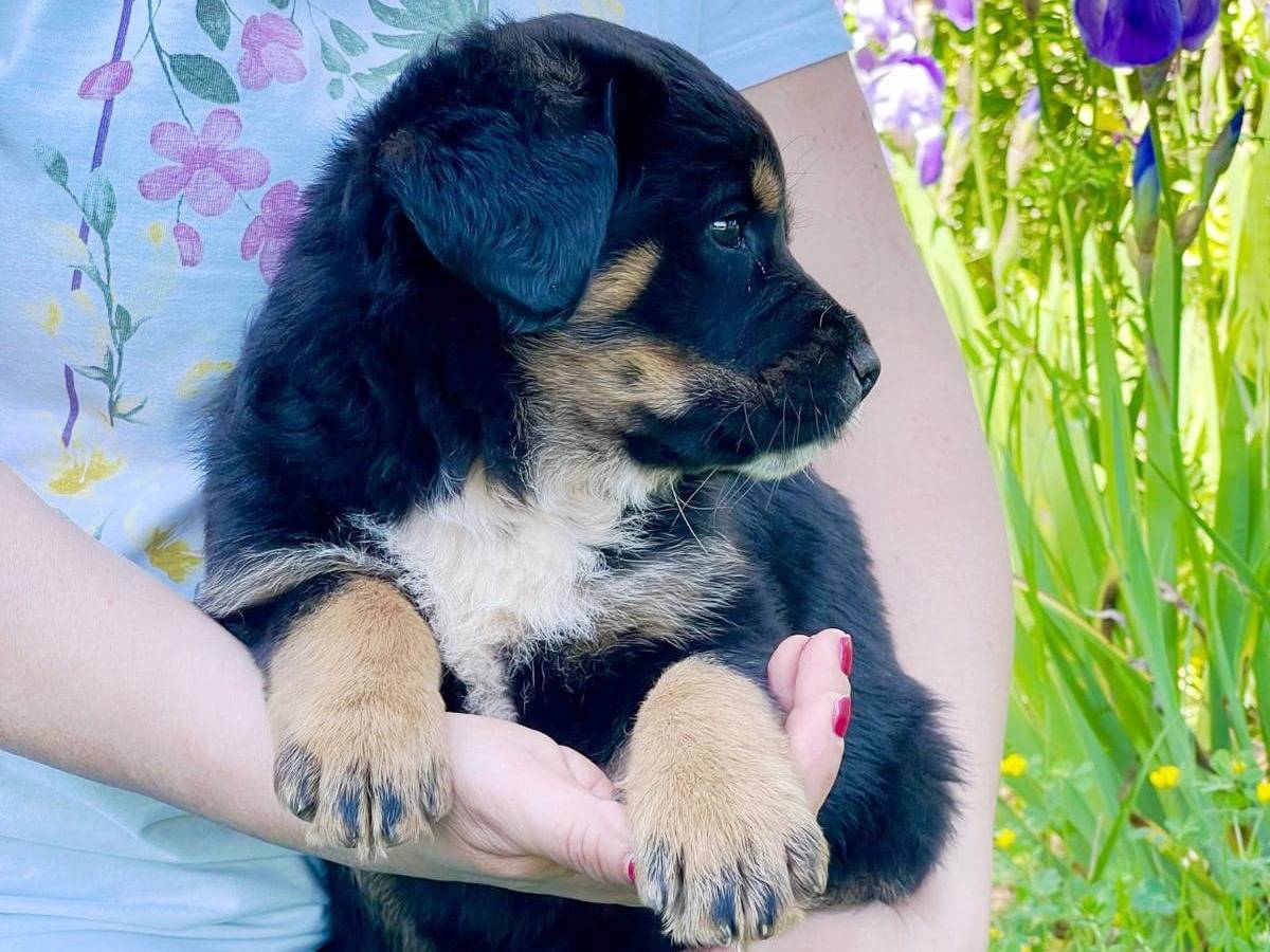 Adotta il cane Freya a Milano