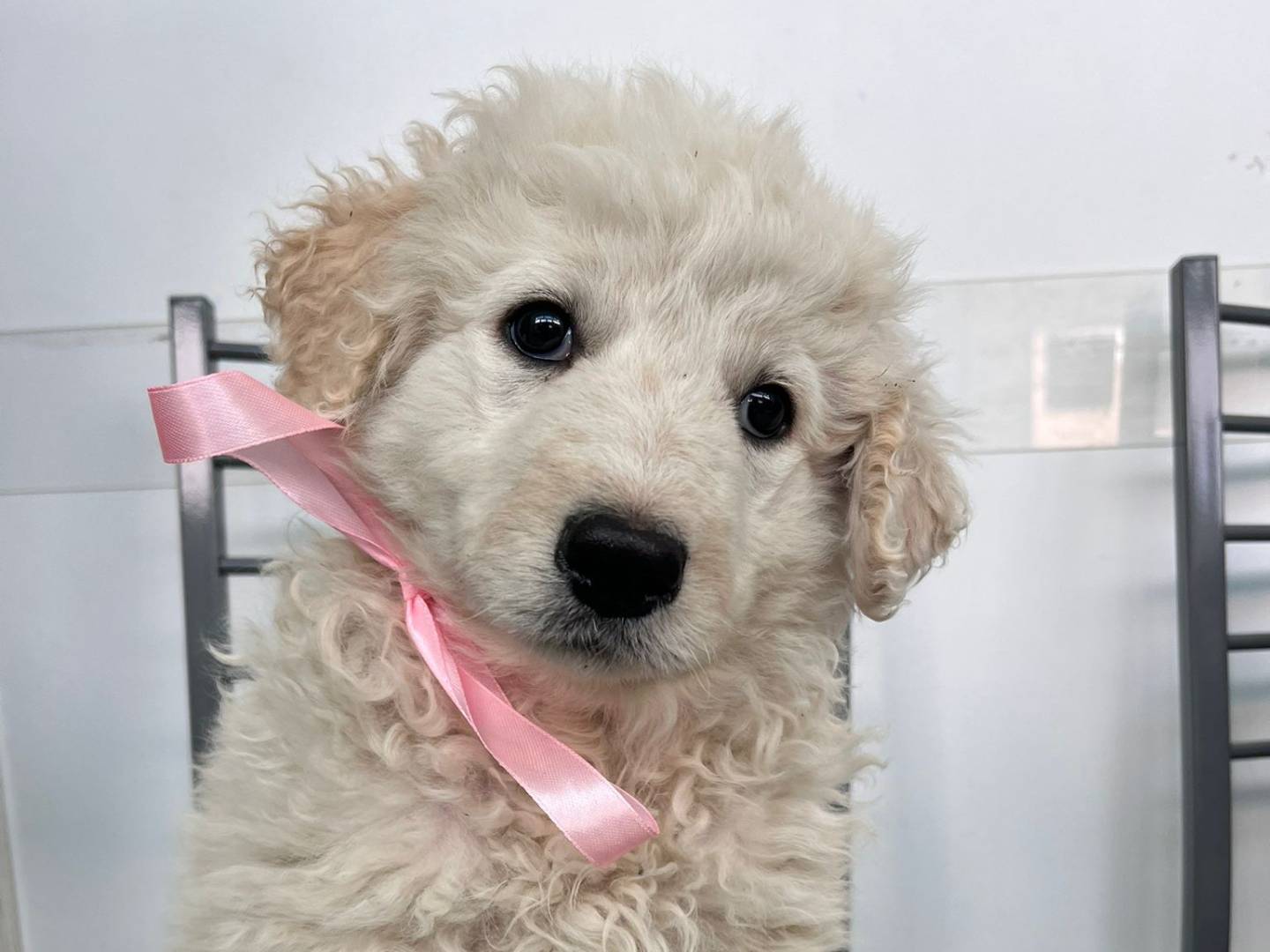 Adozione cane, femmina, Razza sconosciuta Razza sconosciuta, 2 mesi, taglia media, Siracusa