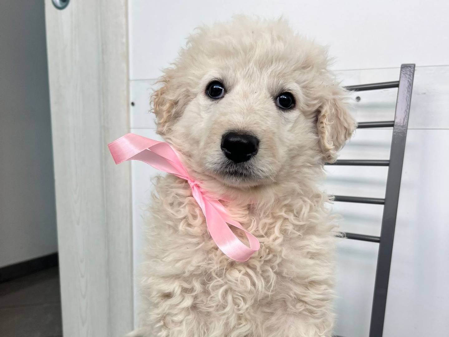 Adotta un cane, femmina, 2 mesi, Siracusa