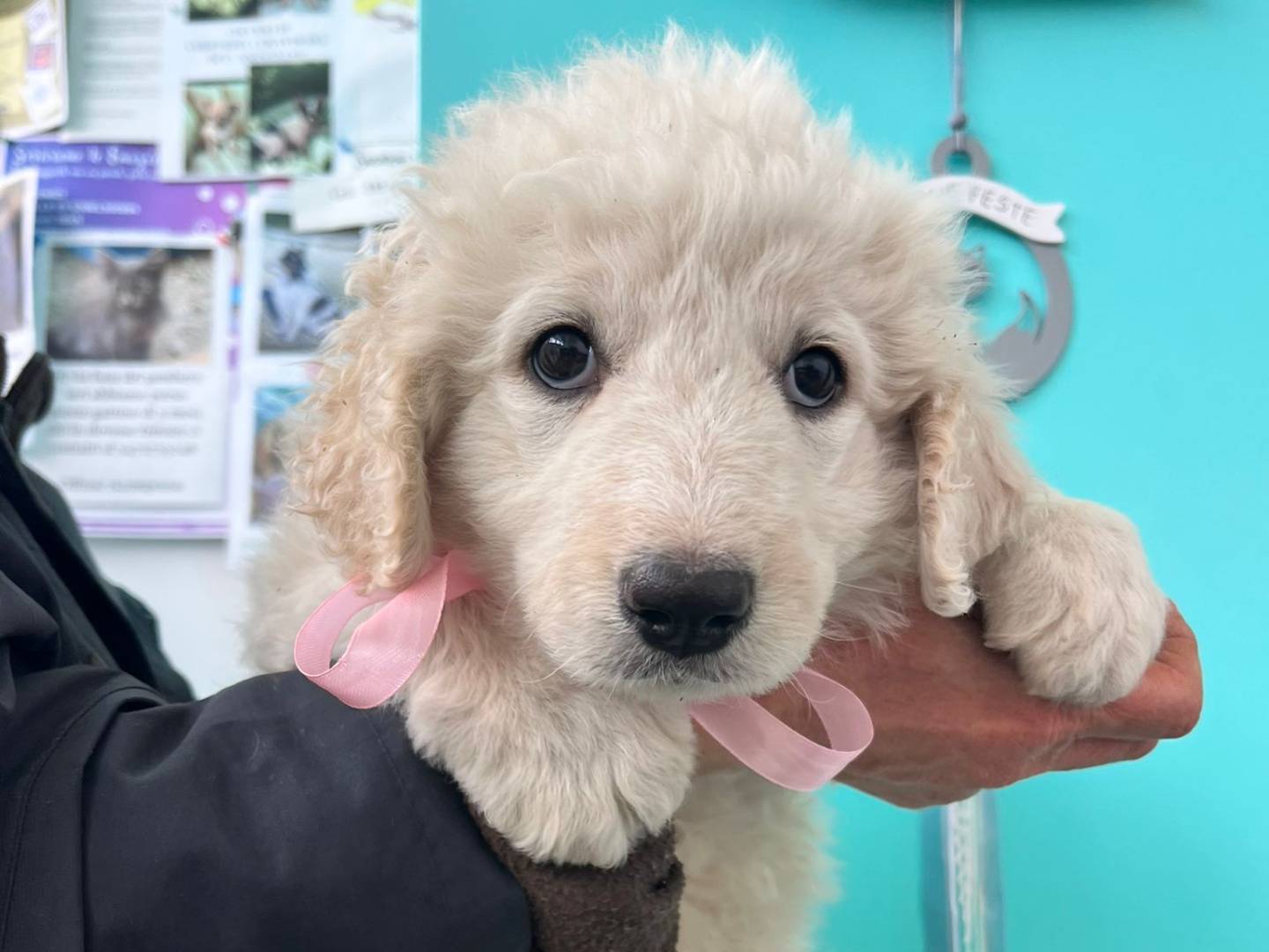Adotta un cane, taglia media, femmina, Siracusa