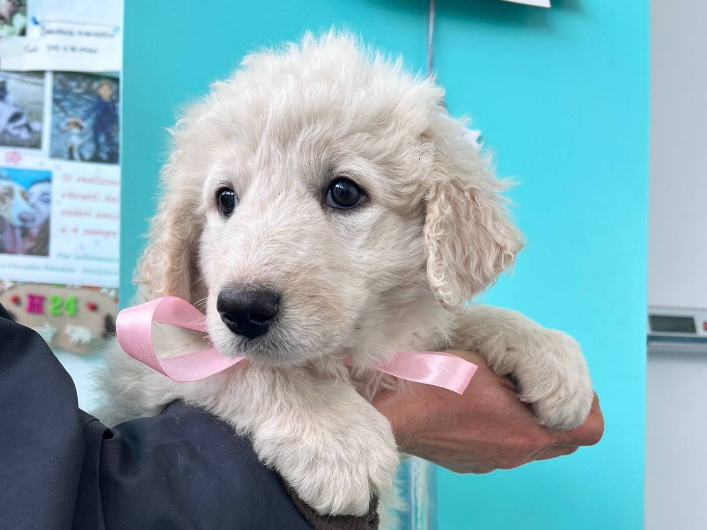 Vuoi adottare un cane a Siracusa?