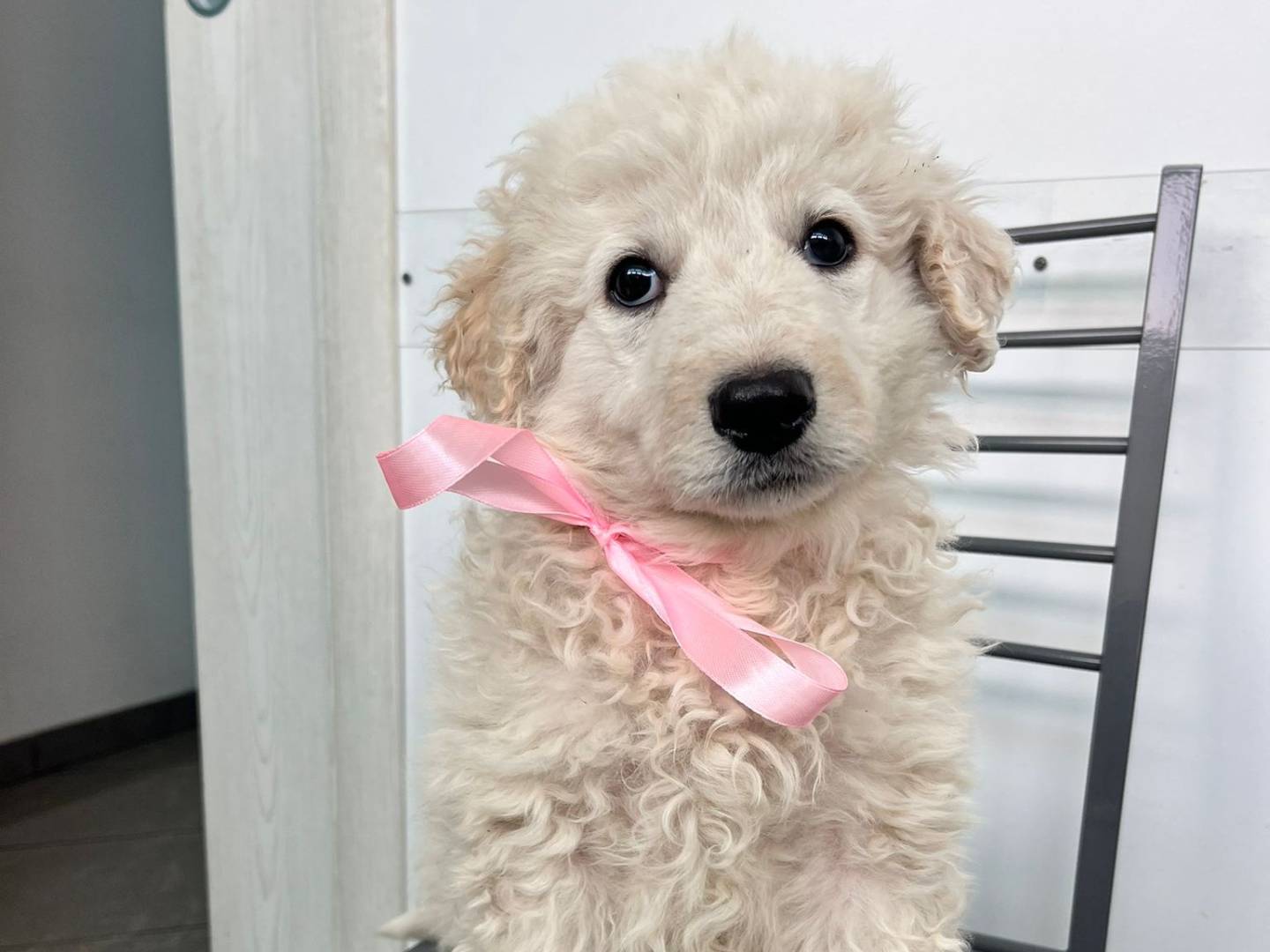 Adotta il cane LEA a Siracusa