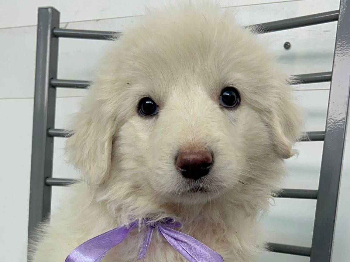 Adozione cane, femmina, Razza sconosciuta Razza sconosciuta, 2 mesi, taglia media, Siracusa