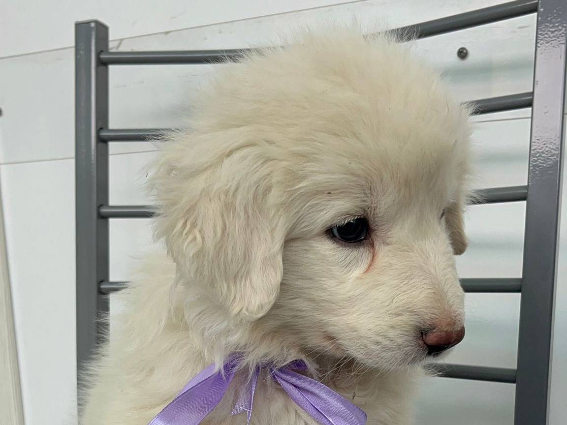 Adotta un cane, taglia media, femmina, Siracusa