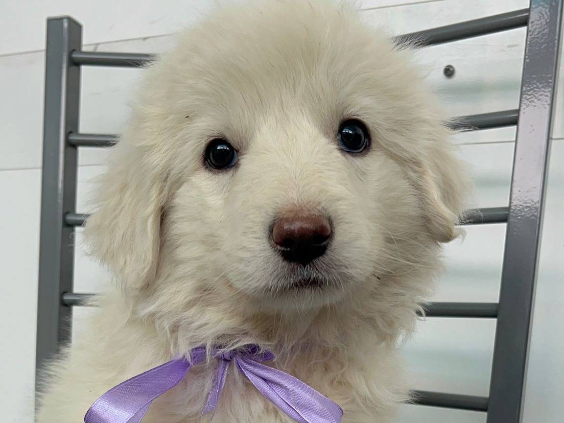 Vuoi adottare un cane a Siracusa?