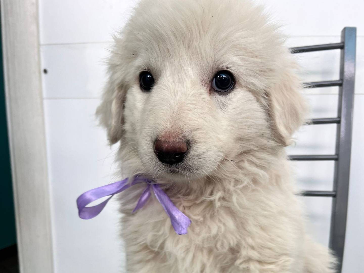 Adotta il cane OLIVIA a Siracusa