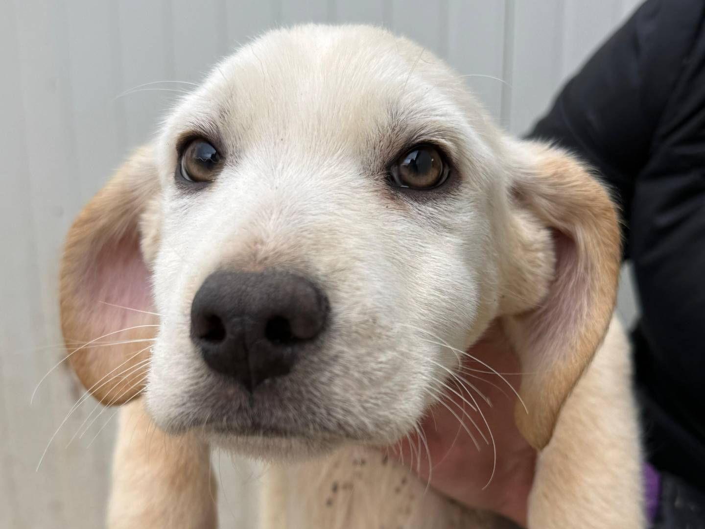 Adozione cane, maschio, Razza sconosciuta Razza sconosciuta, 3 mesi, taglia media contenuta, Cosenza