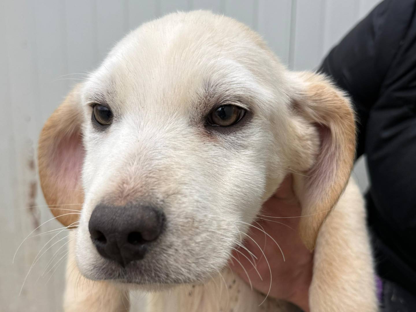 Adotta un cane, maschio, 3 mesi, Cosenza