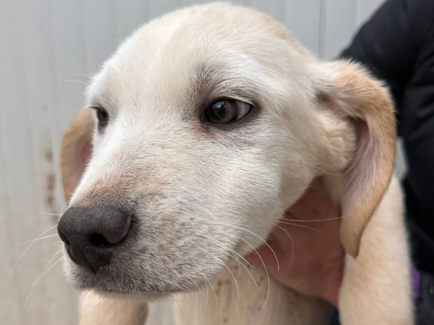 Adotta un cane, taglia media contenuta, maschio, Cosenza