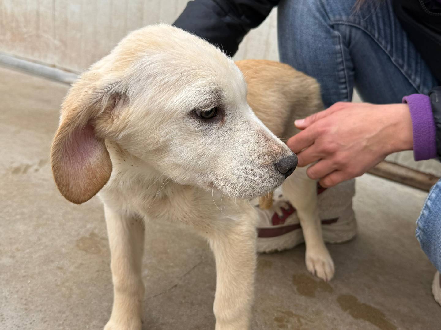 Vuoi adottare un cane a Cosenza?