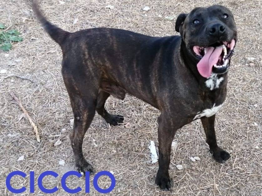 Adozione cane, maschio, Razza sconosciuta Razza sconosciuta, 8 anni e 3 mesi, taglia grande, Barletta