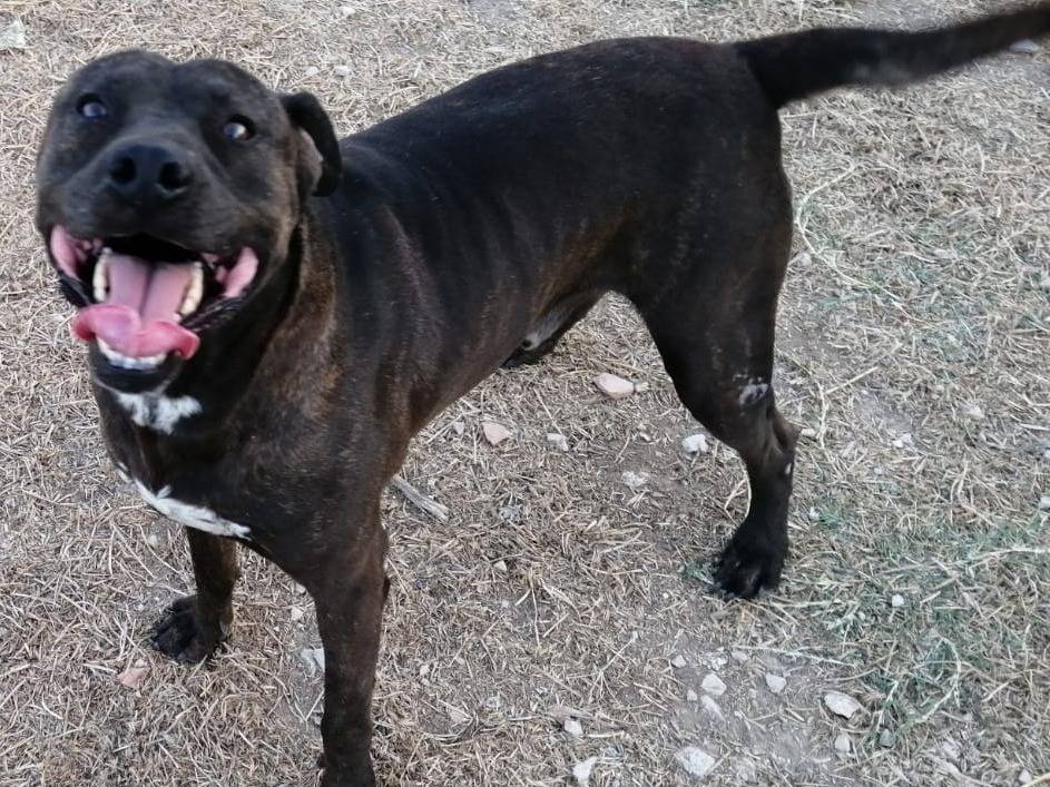 Adotta un cane, taglia grande, maschio, Barletta