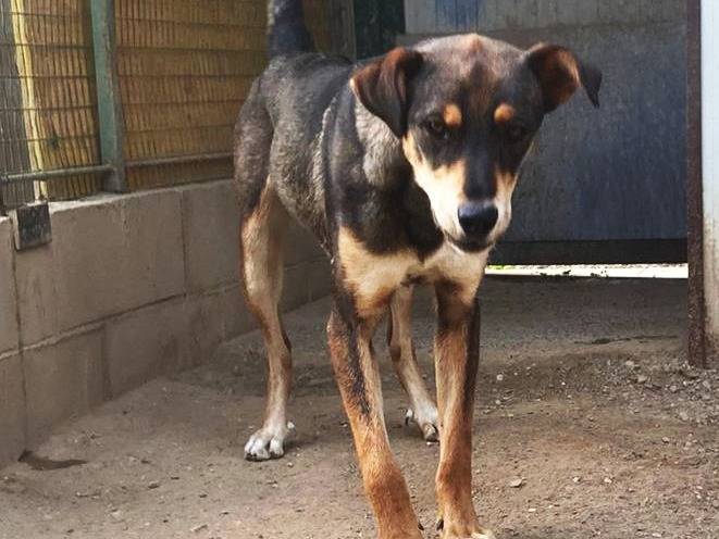 Adozione cane, maschio, Razza sconosciuta Razza sconosciuta, 3 anni, taglia media, Como