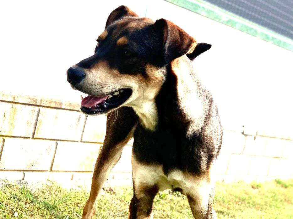 Adotta un cane, maschio, 3 anni, Como