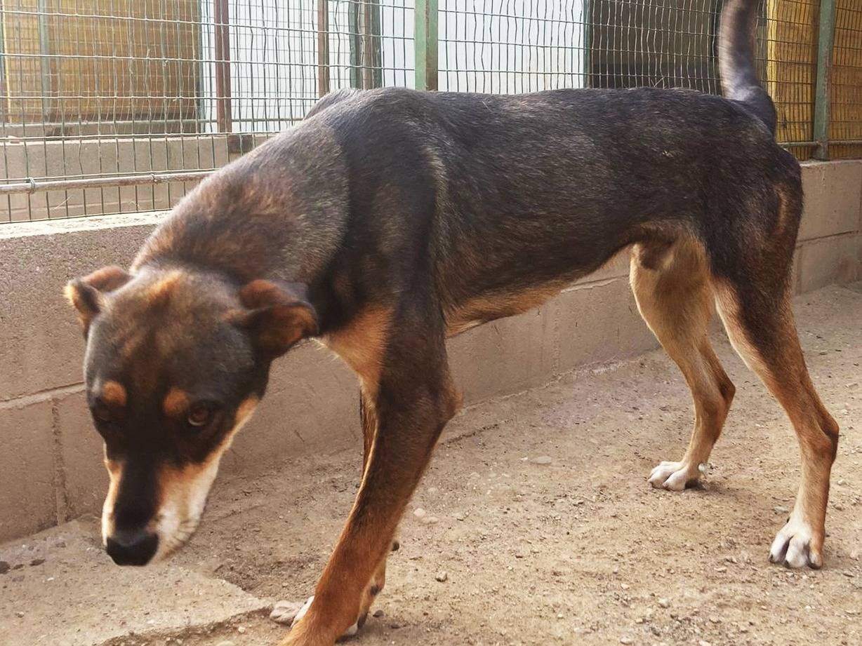 Adotta un cane, taglia media, maschio, Como