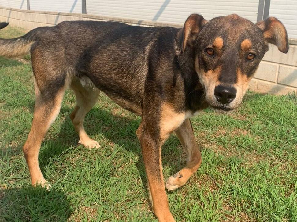 Adotta il cane Acero a Como