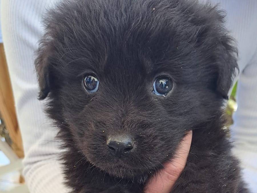 Adozione cane, maschio, Razza sconosciuta Razza sconosciuta, 2 mesi, taglia media contenuta, Trapani