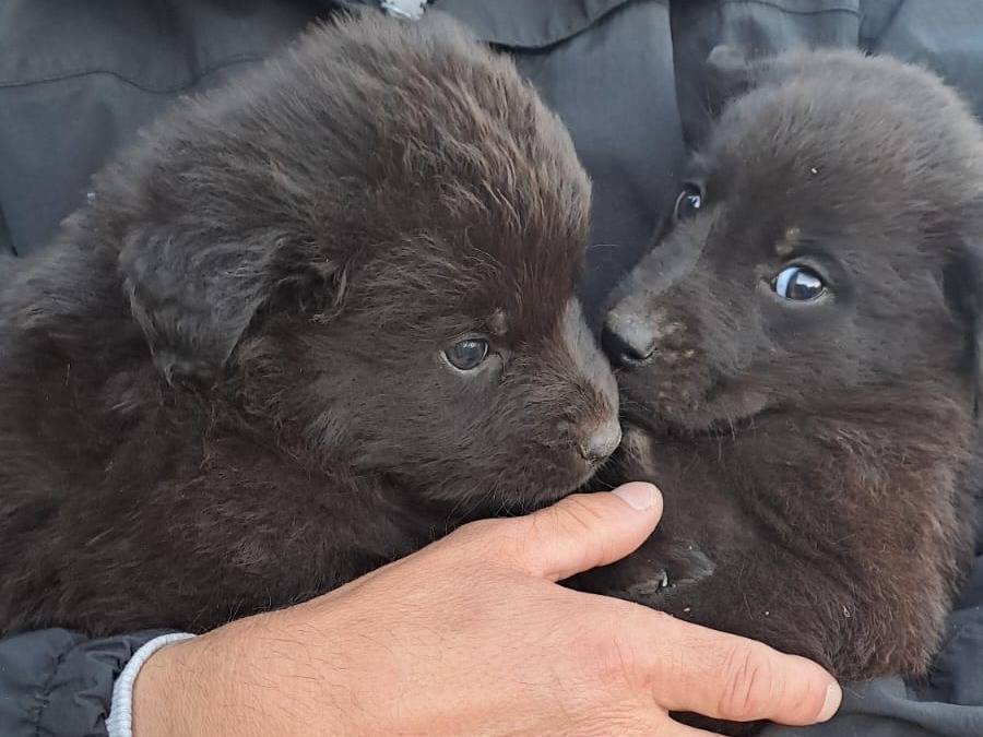 Adozione cane, maschio, Razza sconosciuta Razza sconosciuta, 2 mesi, taglia media contenuta, Trapani