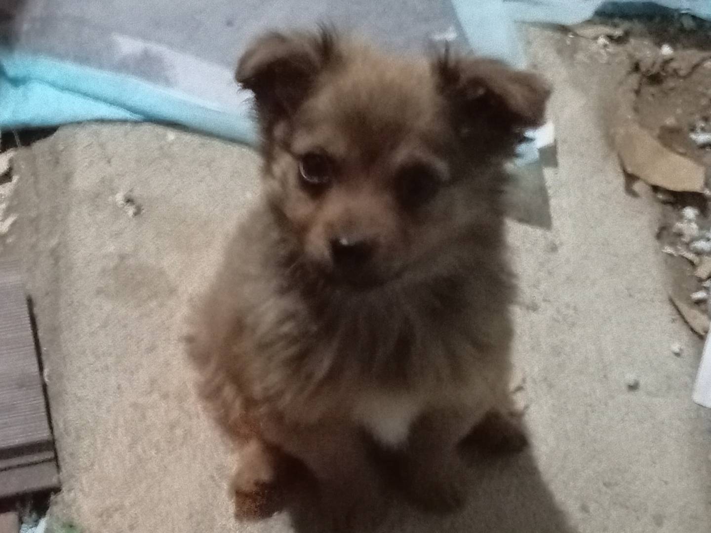 Adozione cane, maschio, Razza sconosciuta Razza sconosciuta, 2 mesi, taglia piccola, Frosinone