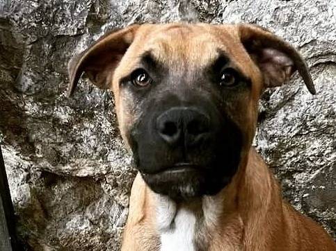 Adozione cane, maschio, Razza sconosciuta Razza sconosciuta, 2 anni e 11 mesi, taglia media contenuta, Barletta