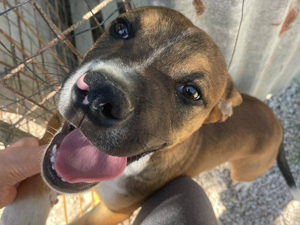 Adozione cane, maschio, Pitbull Razza sconosciuta, 5 mesi, taglia media, Frosinone