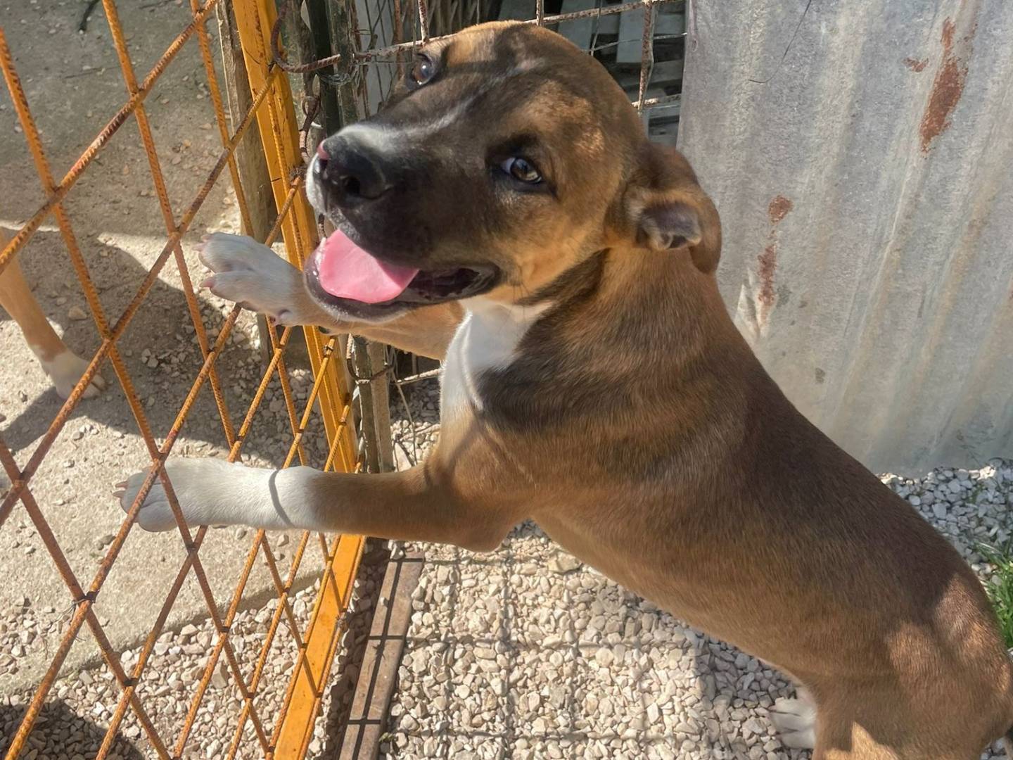 Adotta un cane, maschio, 5 mesi, Frosinone