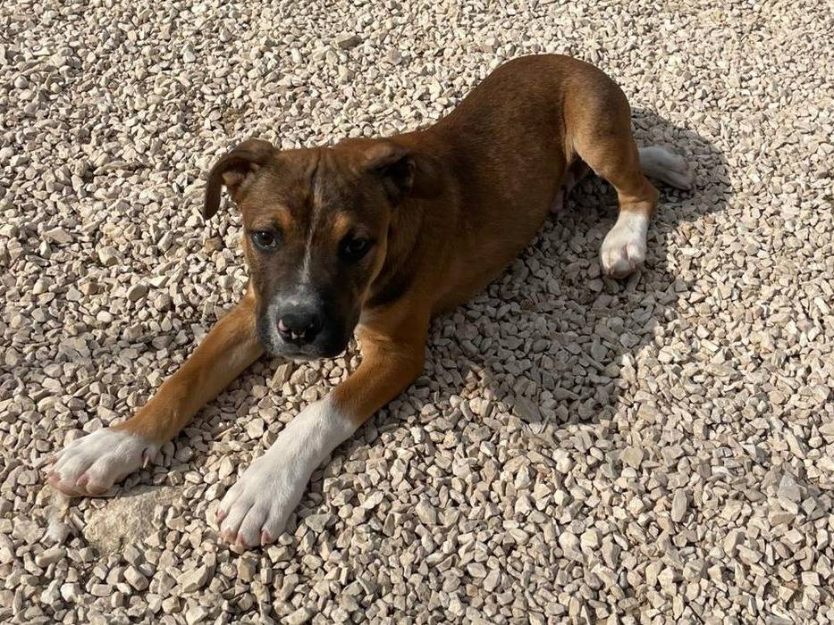 Vuoi adottare un cane a Frosinone?