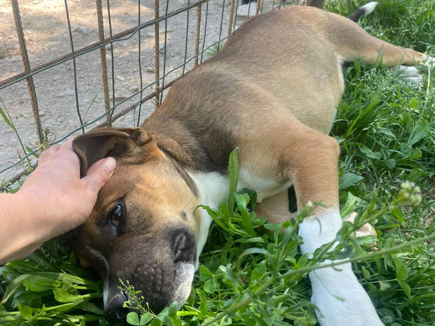 Adotta il cane CHOCO a Frosinone