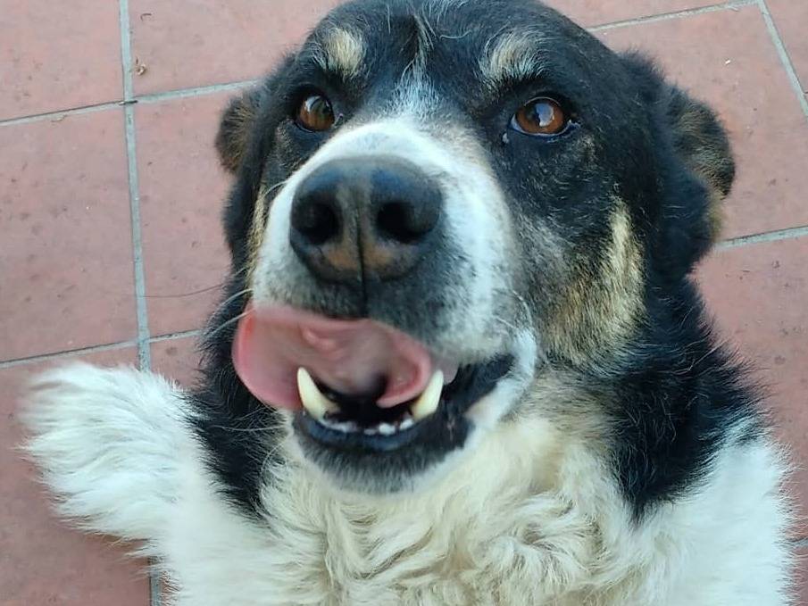 Adozione cane, femmina, Razza sconosciuta Razza sconosciuta, 3 anni e 11 mesi, taglia media contenuta, Barletta