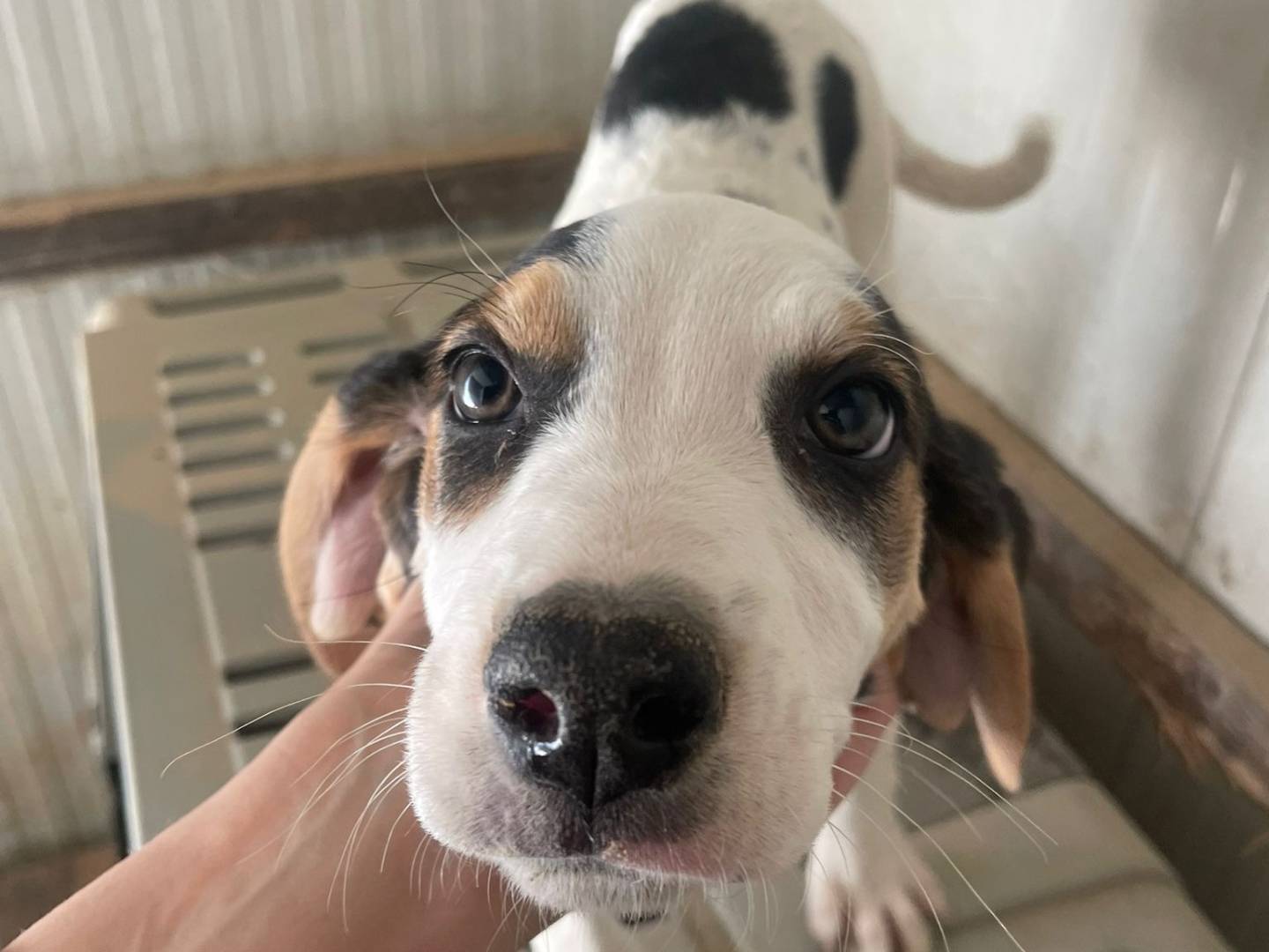 Adozione cane, femmina, Segugio Razza sconosciuta, 2 mesi, taglia media, Frosinone