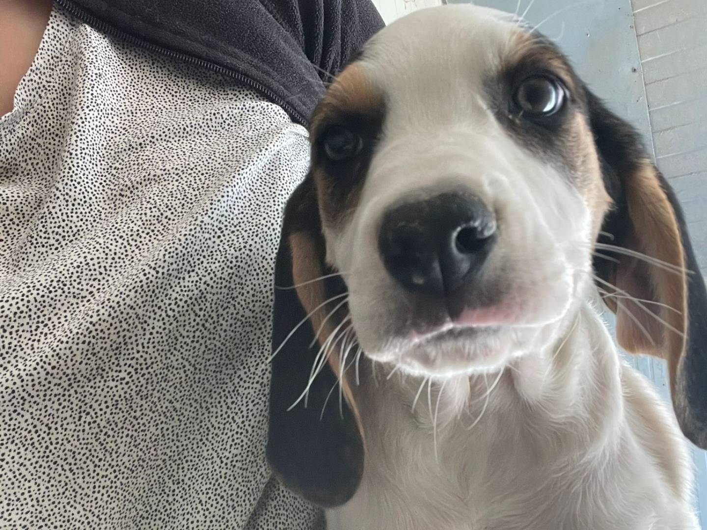 Adotta un cane, femmina, 2 mesi, Frosinone