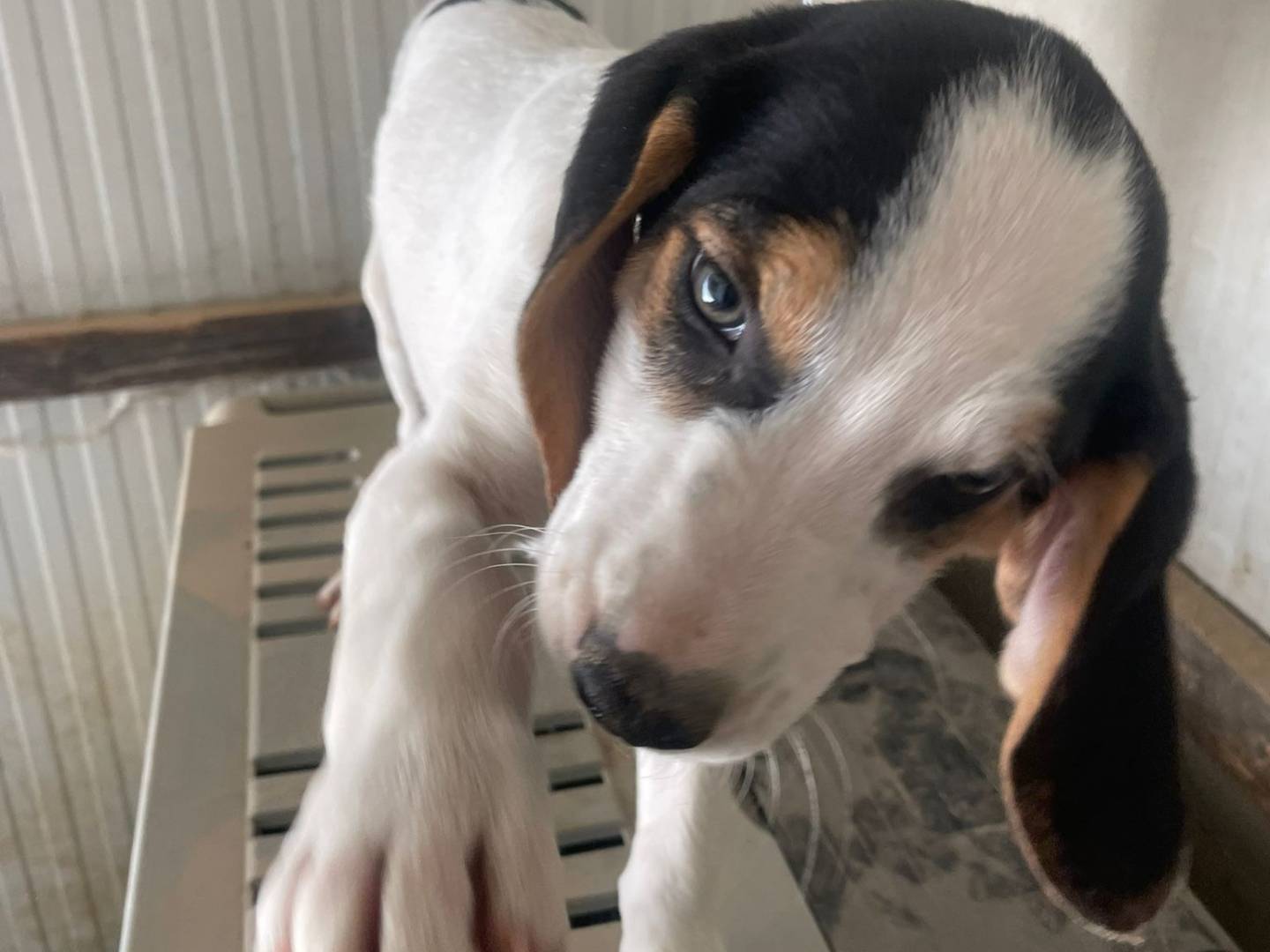 Adotta un cane, taglia media, femmina, Frosinone