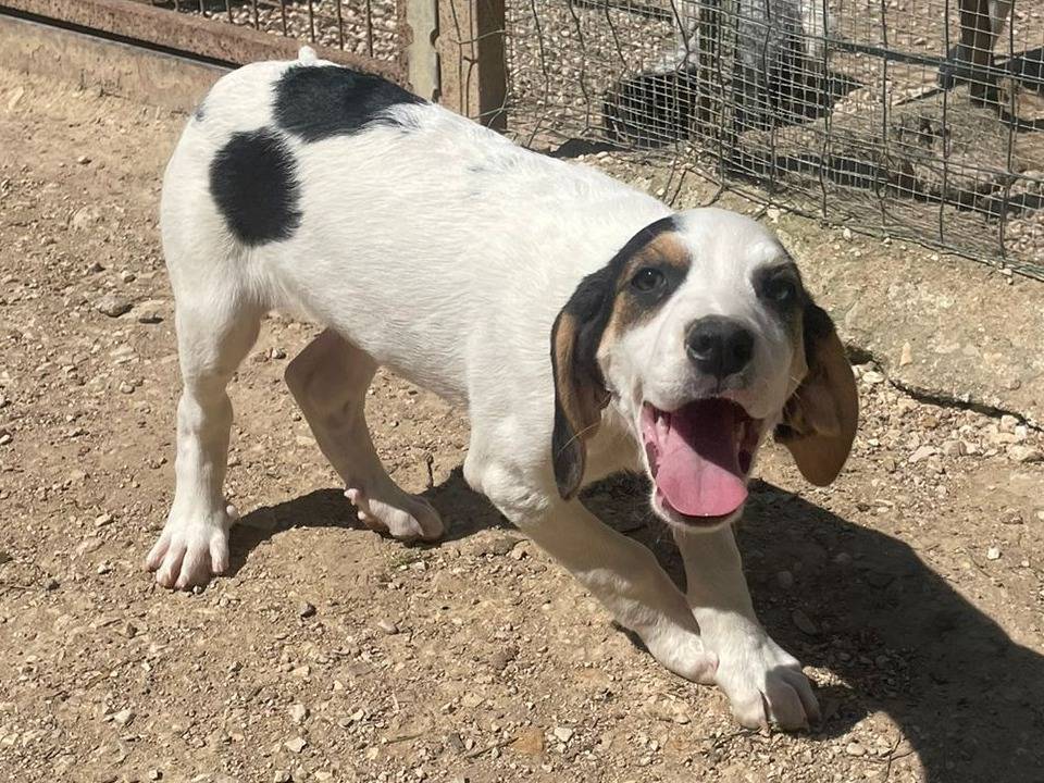 Vuoi adottare un cane a Frosinone?