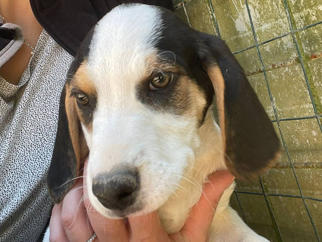 Adotta il cane SELENE a Frosinone