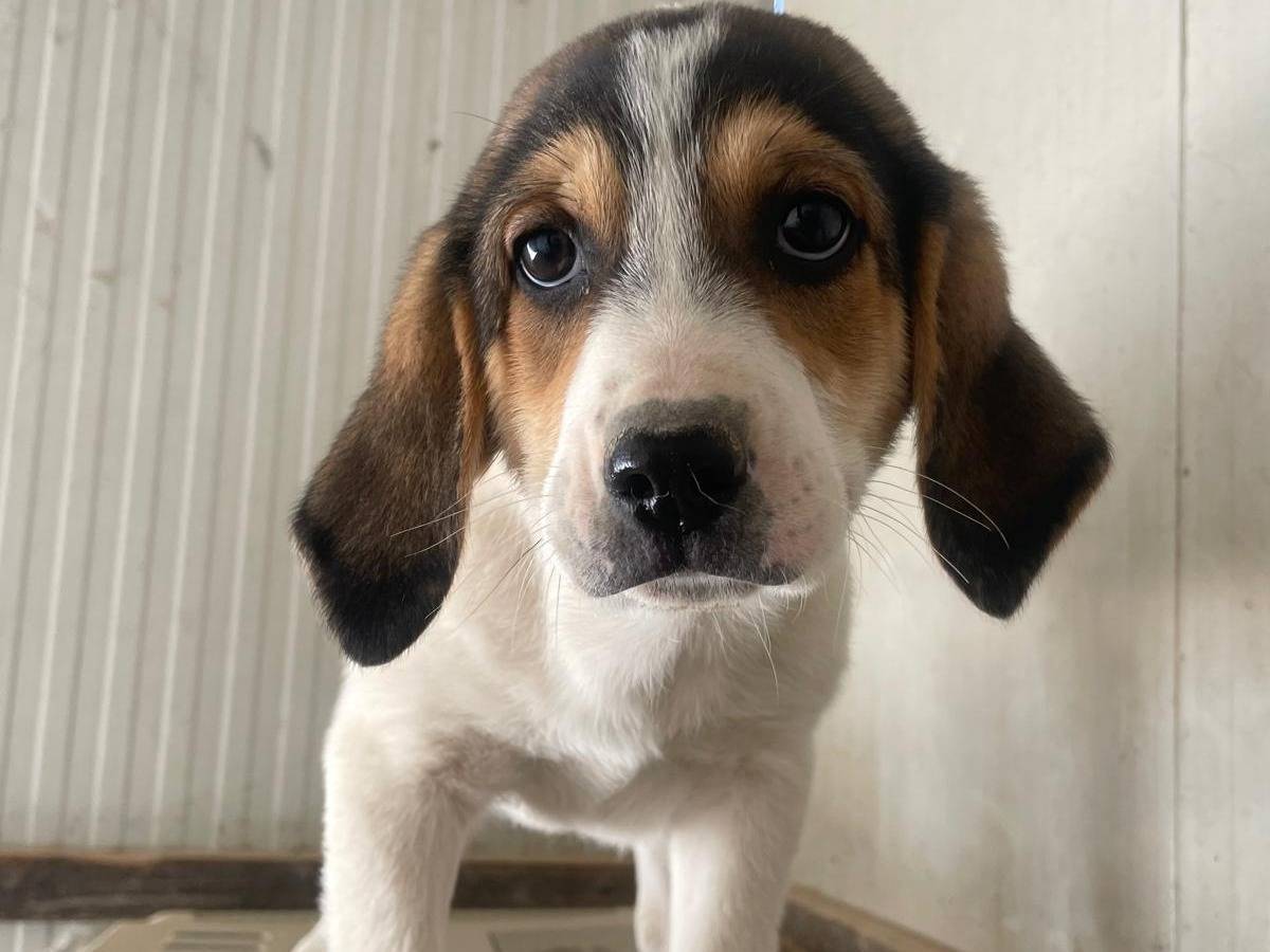 Adozione cane, femmina, Segugio Razza sconosciuta, 2 mesi, taglia media, Frosinone