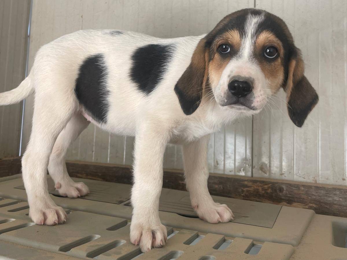 Adotta un cane, femmina, 2 mesi, Frosinone