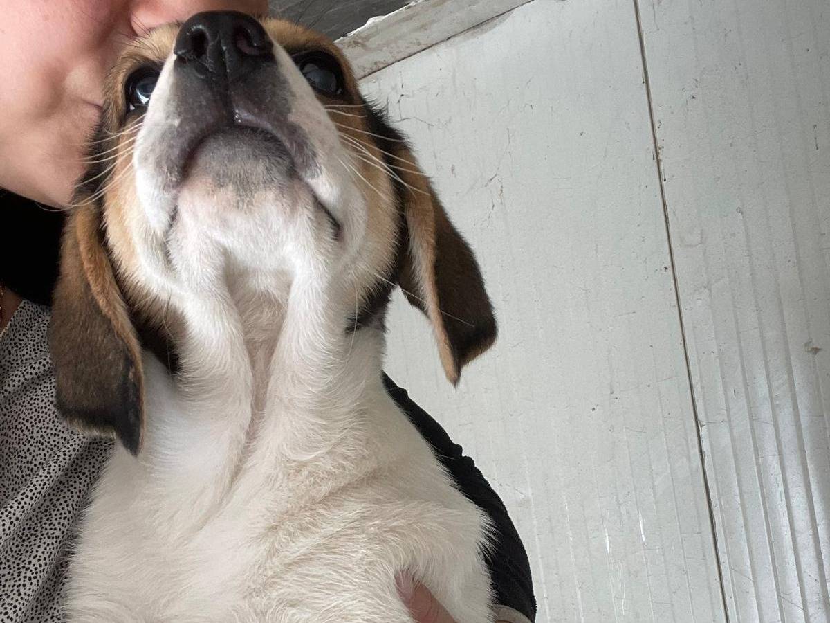 Adotta un cane, taglia media, femmina, Frosinone