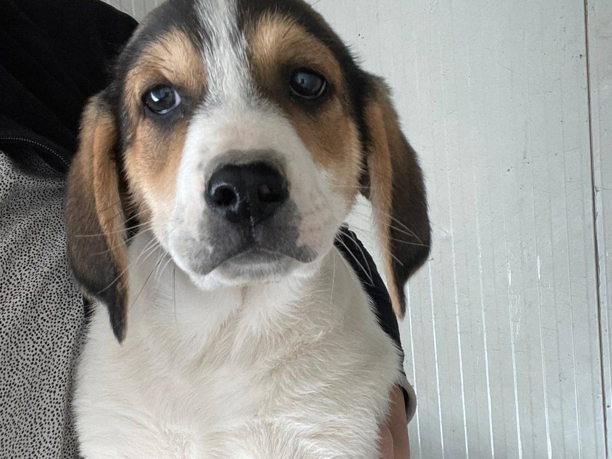 Adotta il cane ELETTRA a Frosinone