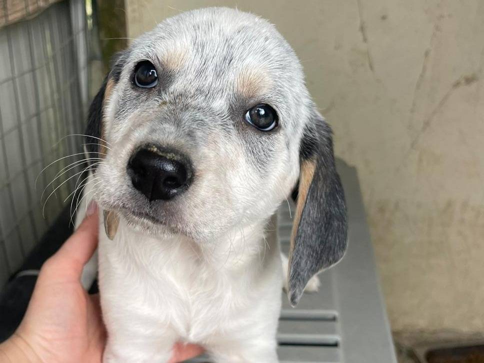 Vuoi adottare un cane a Frosinone?