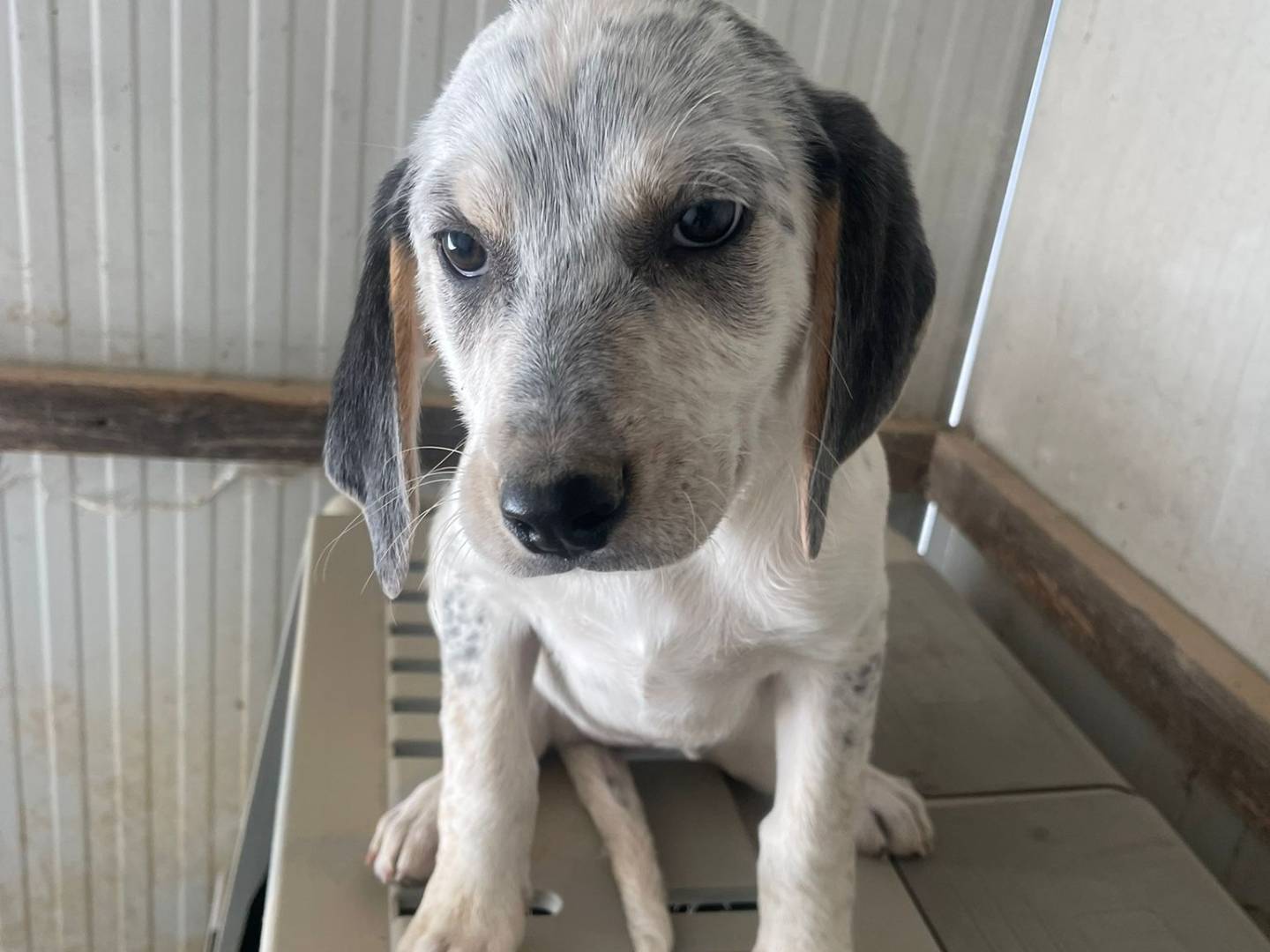 Adotta il cane SIRYA a Frosinone