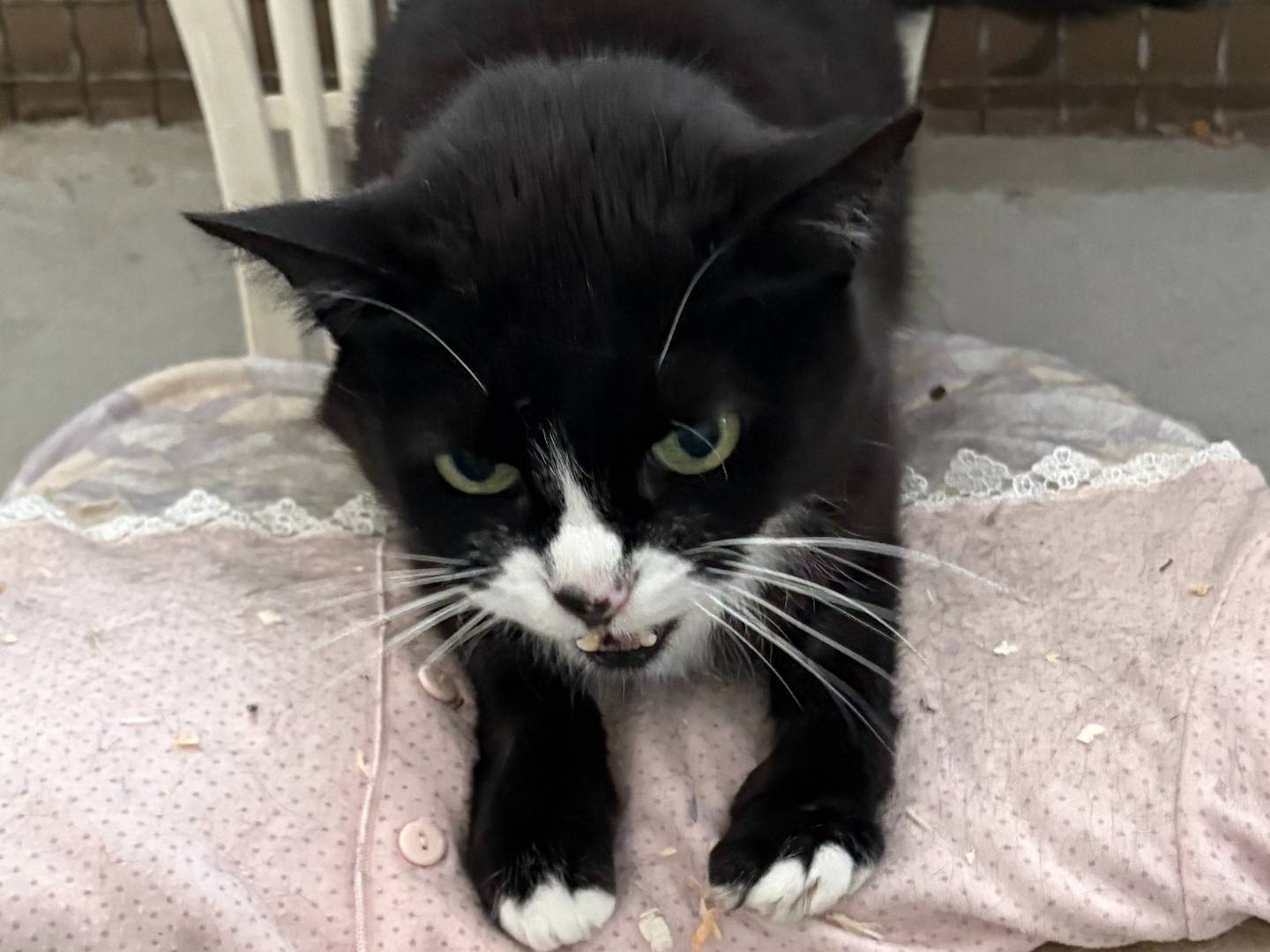 Adotta un gatto, maschio, 14 anni e 3 mesi, Roma