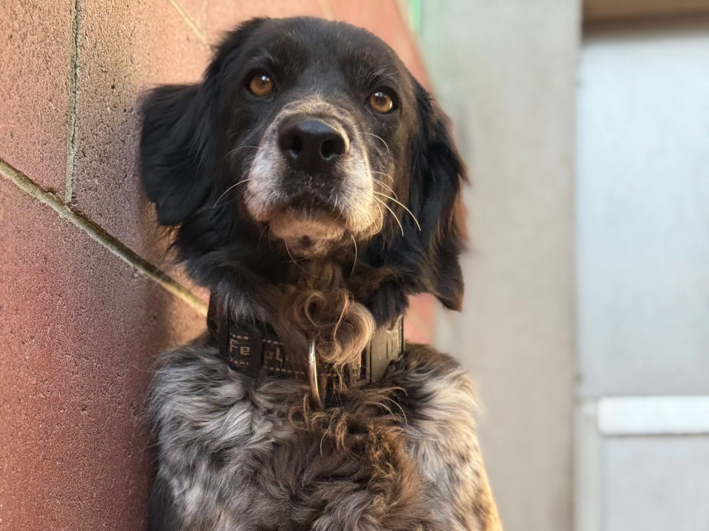 Adotta un cane, femmina, 8 anni, Milano