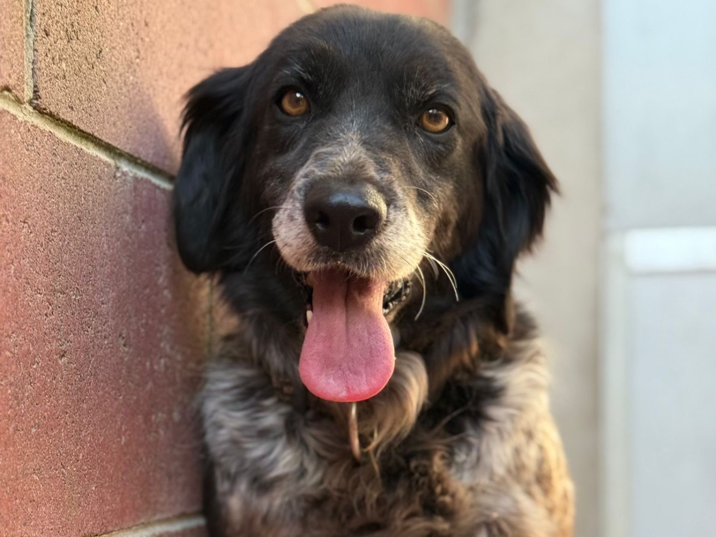 Adotta un cane, taglia media, femmina, Milano