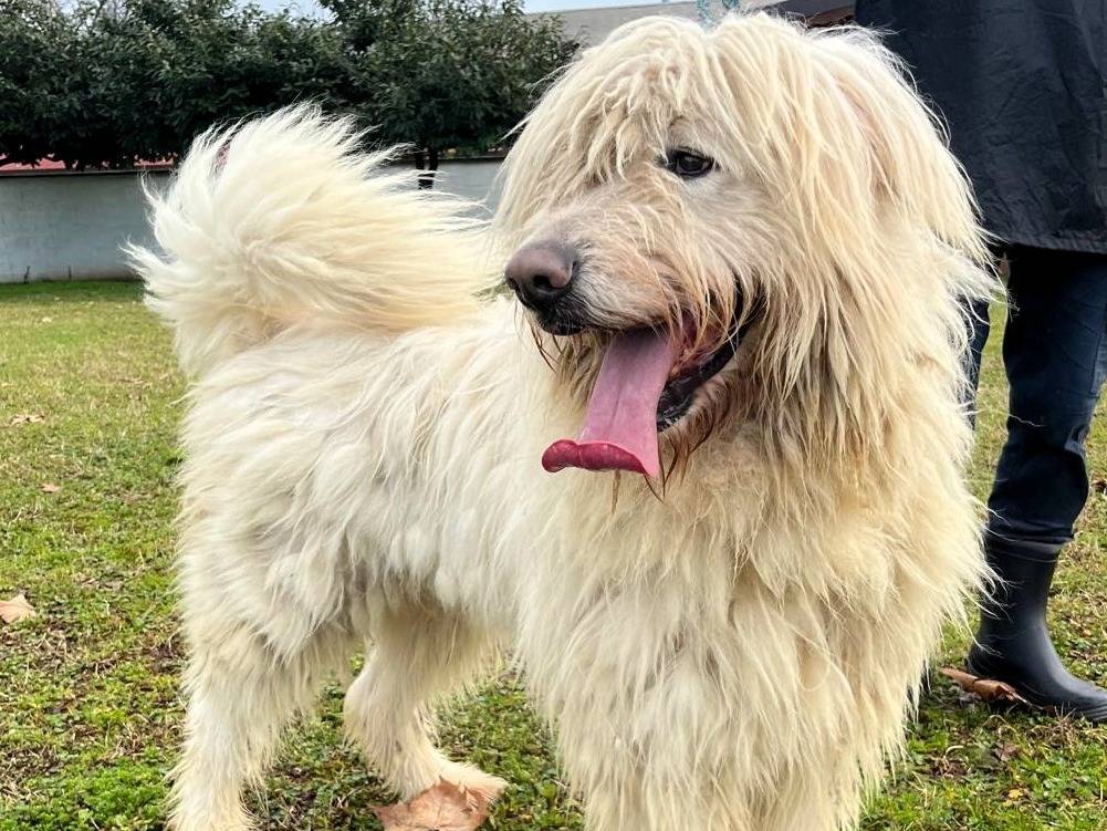 Adotta un cane, maschio, 3 anni e 6 mesi, Milano