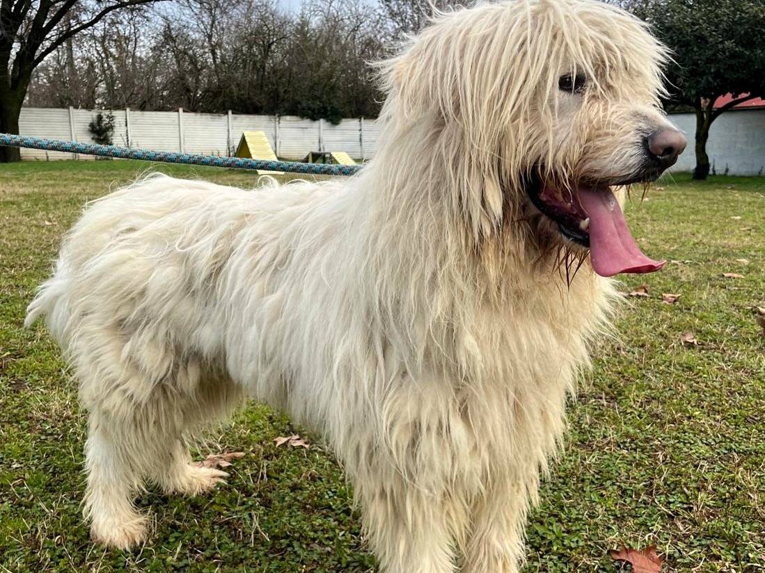 Vuoi adottare un cane a Milano?